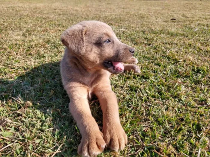 Cachorro ra a srd idade 2 a 6 meses nome Ozzy Osbourne