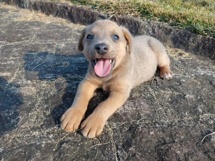 Cachorro ra a srd idade 2 a 6 meses nome Ozzy Osbourne