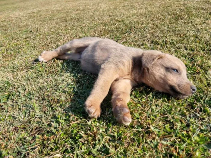 Cachorro ra a srd idade 2 a 6 meses nome Ozzy Osbourne