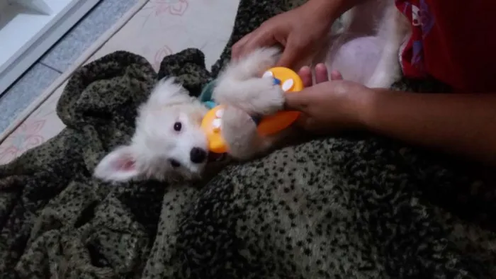 Cachorro ra a SRD idade 2 a 6 meses nome Lua