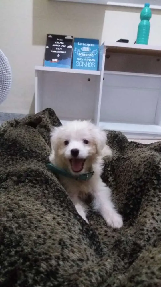 Cachorro ra a SRD idade 2 a 6 meses nome Lua