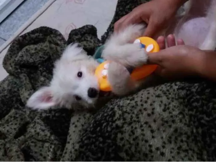 Cachorro ra a SRD idade 2 a 6 meses nome Lua