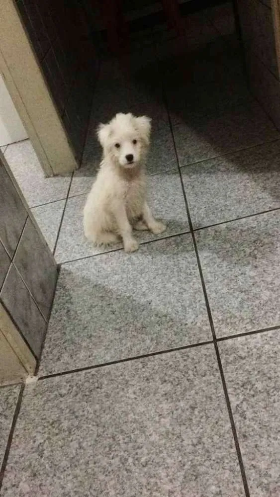 Cachorro ra a SRD idade 2 a 6 meses nome Lua