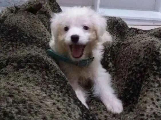 Cachorro ra a SRD idade 2 a 6 meses nome Lua