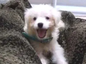 Cachorro raça SRD idade 2 a 6 meses nome Lua