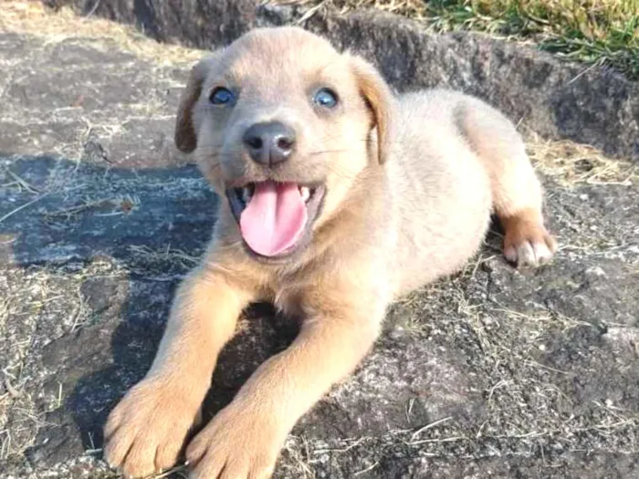 Cachorro ra a srd idade 2 a 6 meses nome Ozzy Osbourne