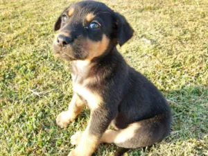 Cachorro raça srd idade 2 a 6 meses nome Tina Turner