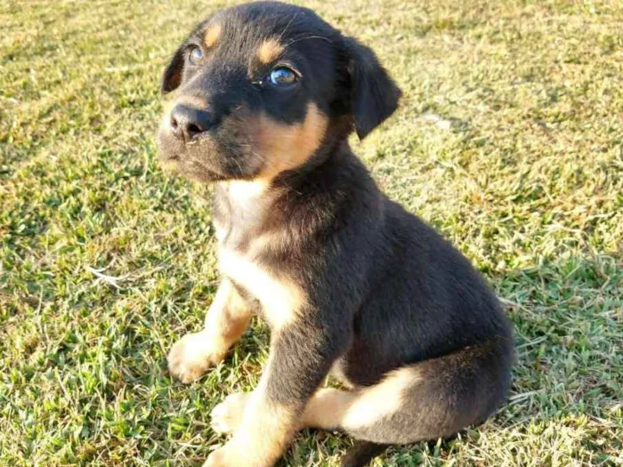 Cachorro ra a srd idade 2 a 6 meses nome Tina Turner