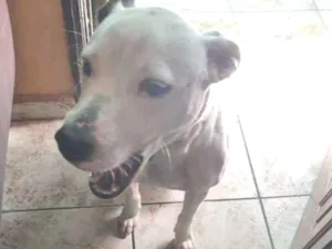 Cachorro raça Pitbull misturado idade 1 ano nome Chark