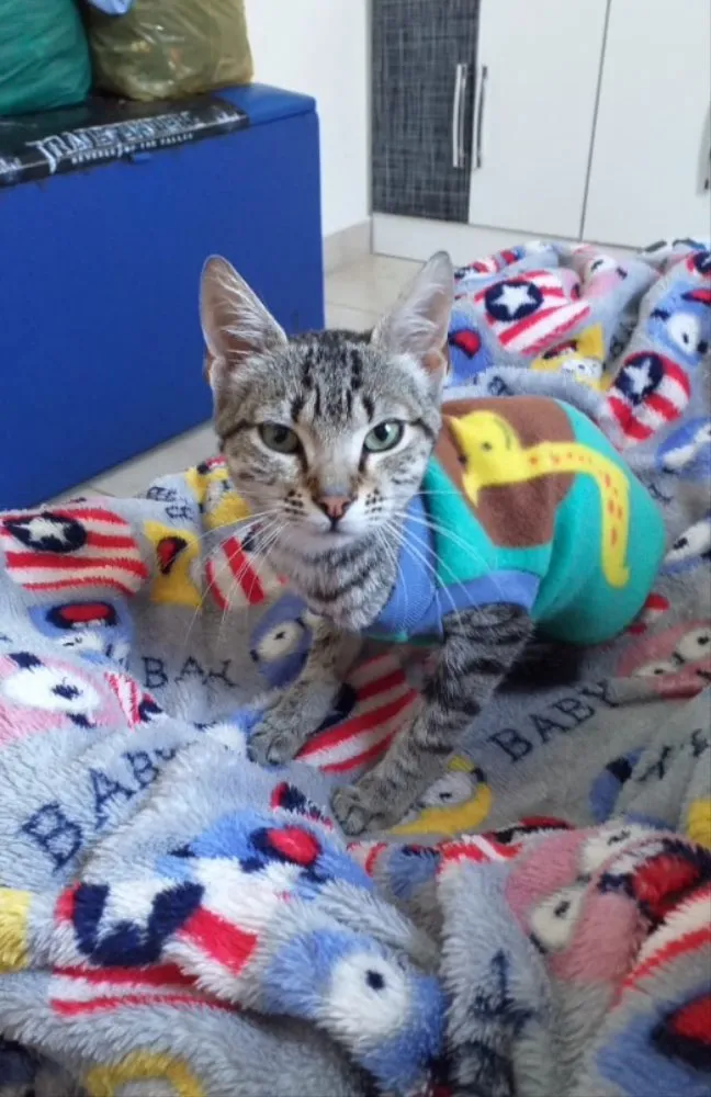 Gato ra a SRD  idade 2 a 6 meses nome Teo 