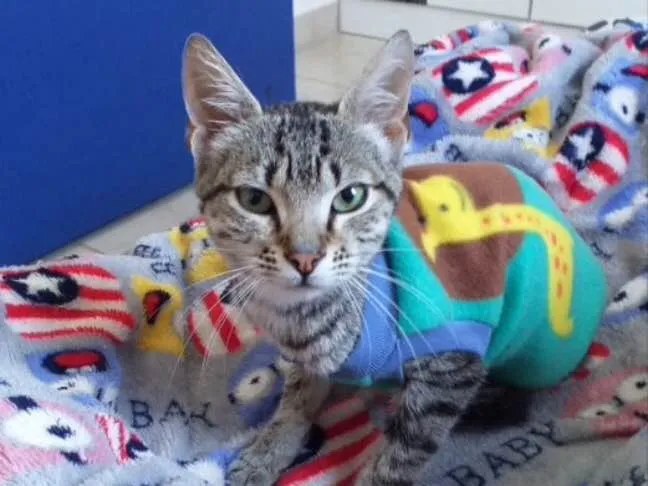 Gato ra a SRD  idade 2 a 6 meses nome Teo 