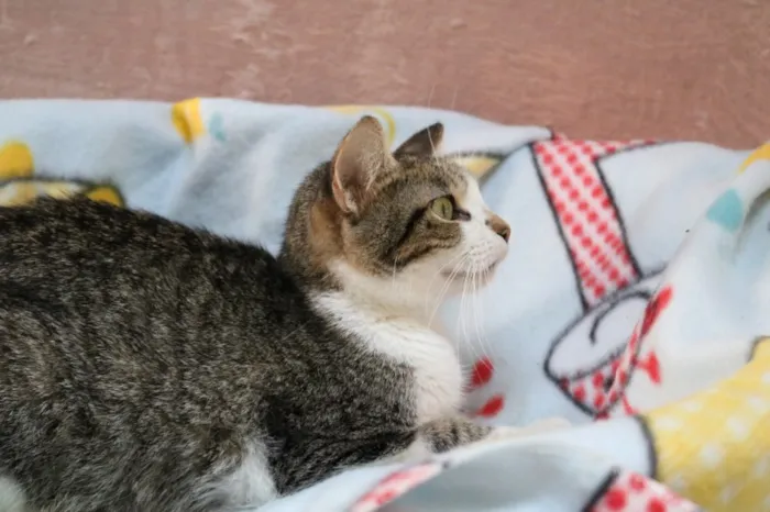 Gato ra a Srd idade 7 a 11 meses nome Melissa
