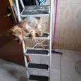 Pepito