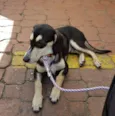 Chico