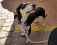 Chico