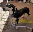 Chico