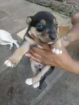 São filhotes