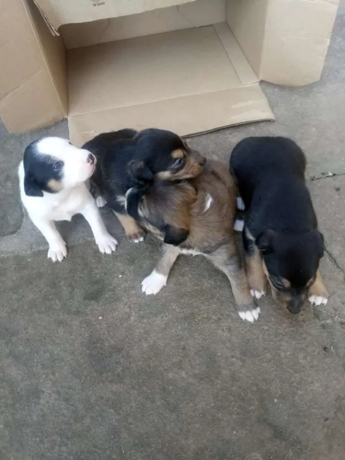 Cachorro ra a Vira latas idade Abaixo de 2 meses nome São filhotes