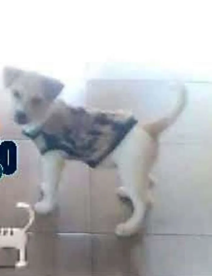 Cachorro ra a vira lata idade 1 ano nome Rana