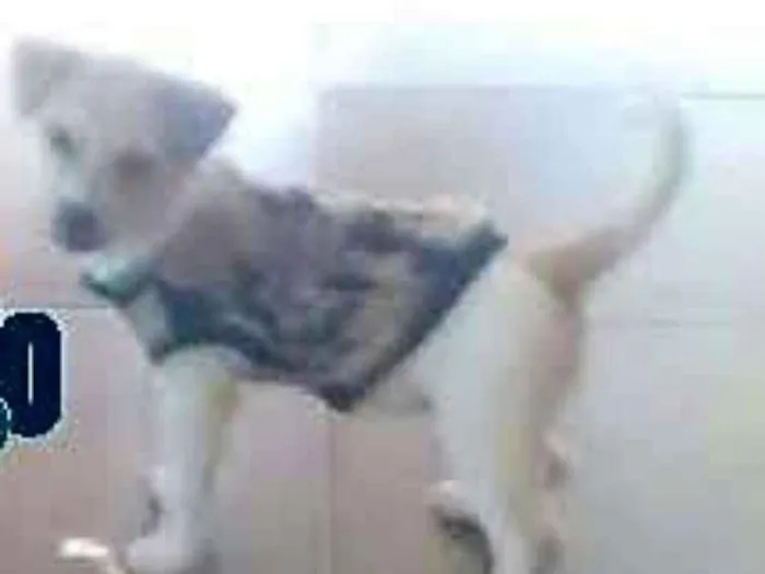 Cachorro ra a vira lata idade 1 ano nome Rana