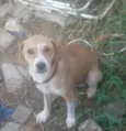 Scooby/ meggy