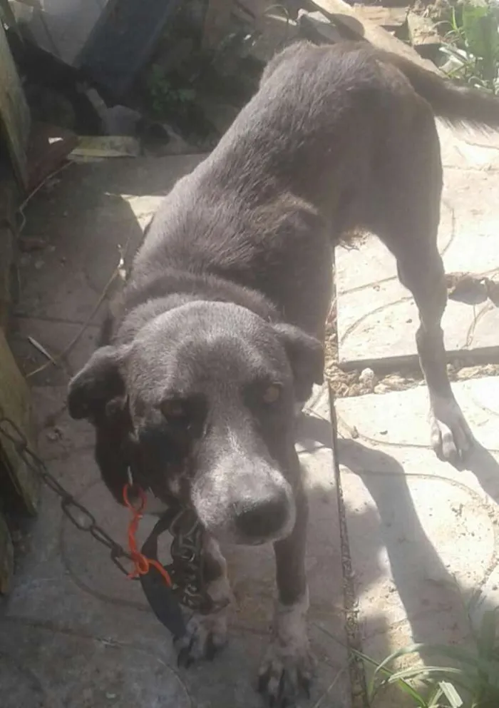 Cachorro raça V/l idade 4 anos nome Scooby/ meggy
