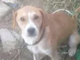 Scooby/ meggy