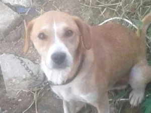 Cachorro raça V/l idade 4 anos nome Scooby/ meggy