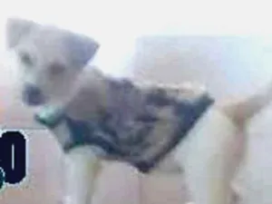 Cachorro raça vira lata idade 1 ano nome Rana