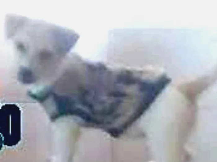 Cachorro ra a vira lata idade 1 ano nome Rana
