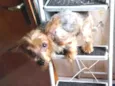 Pepito