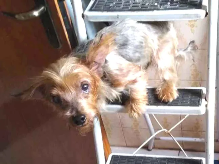 Cachorro ra a yorkshire terrier idade 5 anos nome Pepito