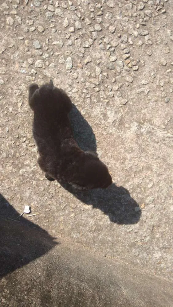 Cachorro ra a  idade Abaixo de 2 meses nome Solzinha
