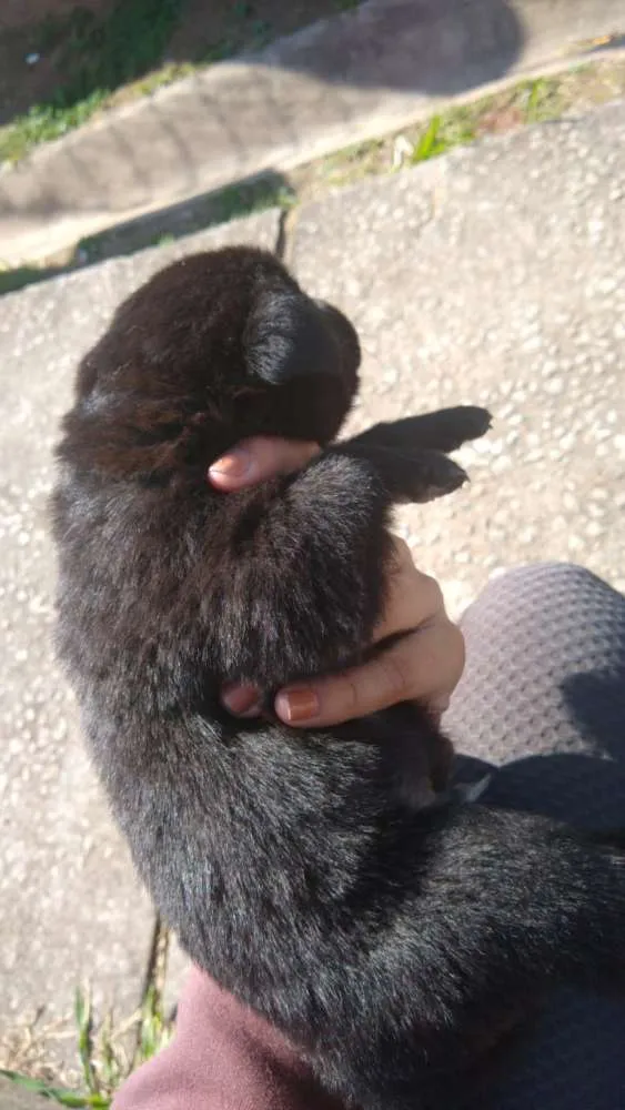 Cachorro ra a  idade Abaixo de 2 meses nome Solzinha