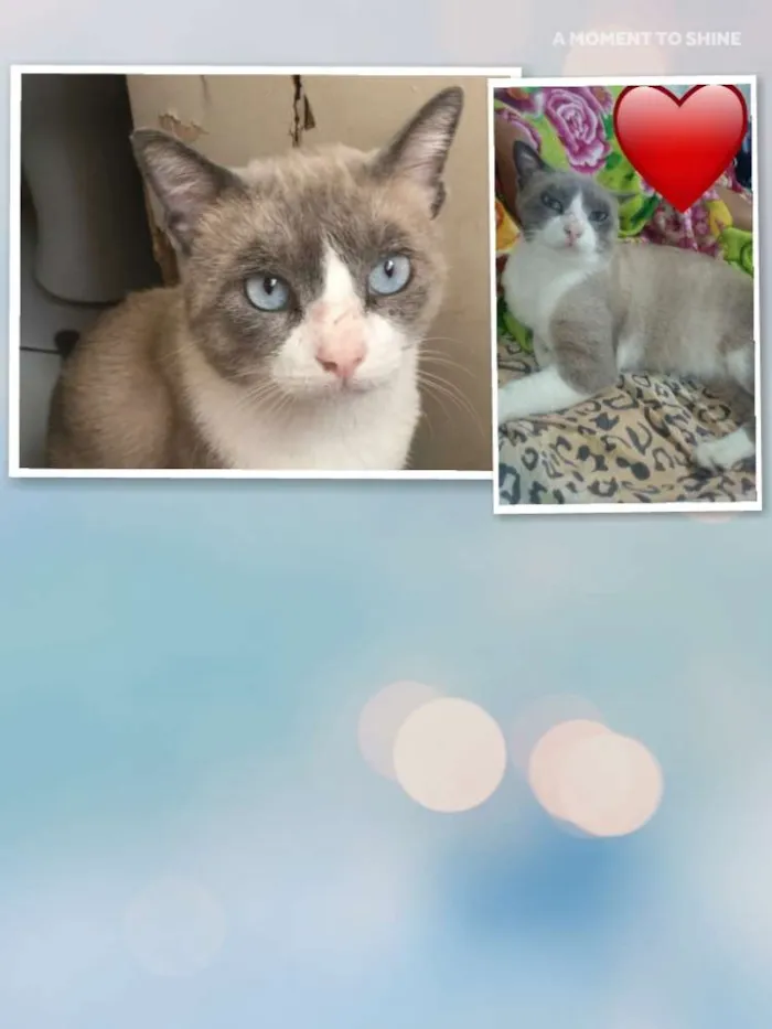 Gato raça Srd idade 2 a 6 meses nome Gigante