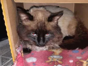 Gato raça Sem raça definida idade 1 ano nome Zeus