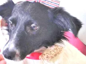 Cachorro raça SRD idade 7 a 11 meses nome FELPUDA