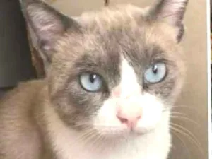 Gato raça Srd idade 2 a 6 meses nome Gigante