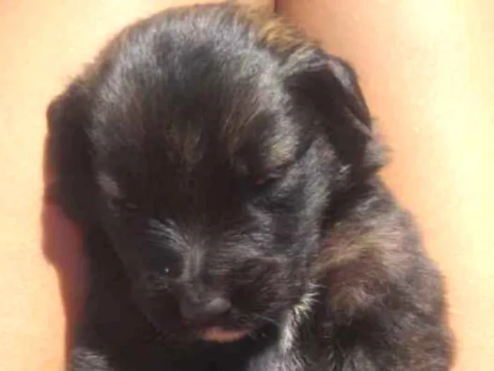Cachorro ra a  idade Abaixo de 2 meses nome Solzinha