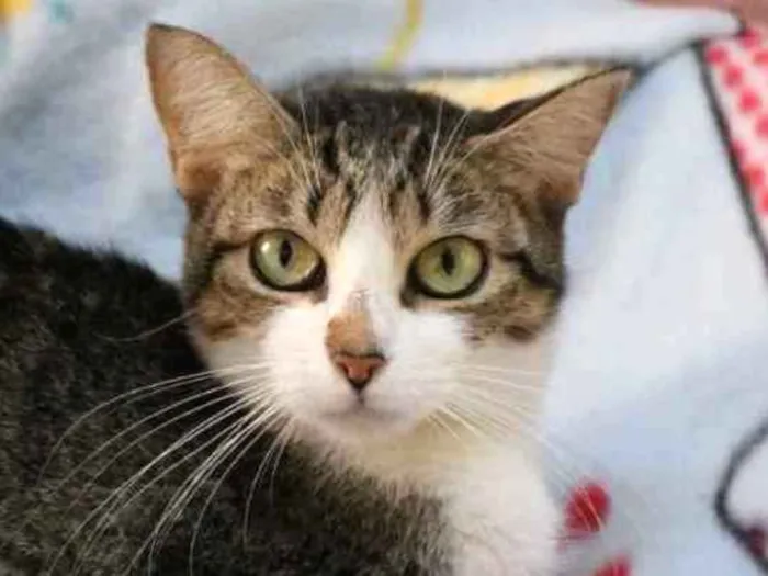 Gato ra a Srd idade 7 a 11 meses nome Melissa