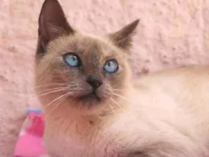 Gato raça Srd idade 1 ano nome Nina
