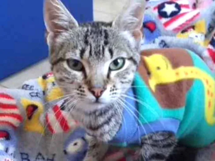 Gato ra a SRD  idade 2 a 6 meses nome Teo 