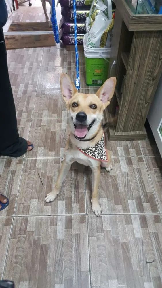 Cachorro ra a SRD idade 1 ano nome Encontrado 