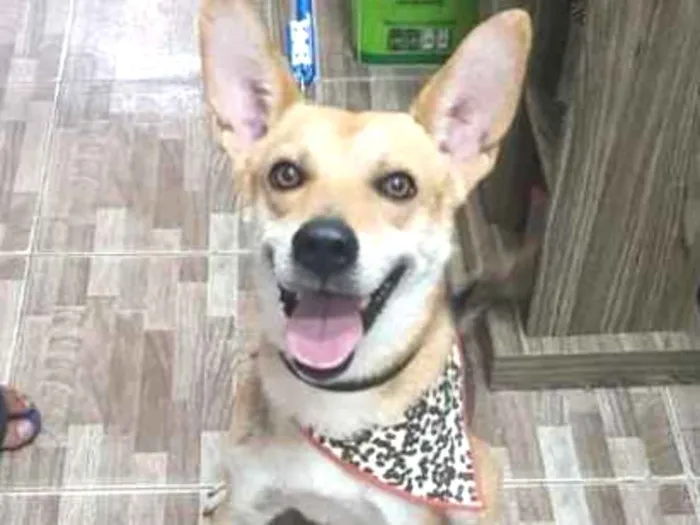 Cachorro ra a SRD idade 1 ano nome Encontrado 