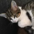 Pitanga