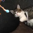 Pitanga