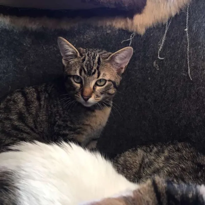 Gato ra a Srd idade 2 a 6 meses nome Caqui