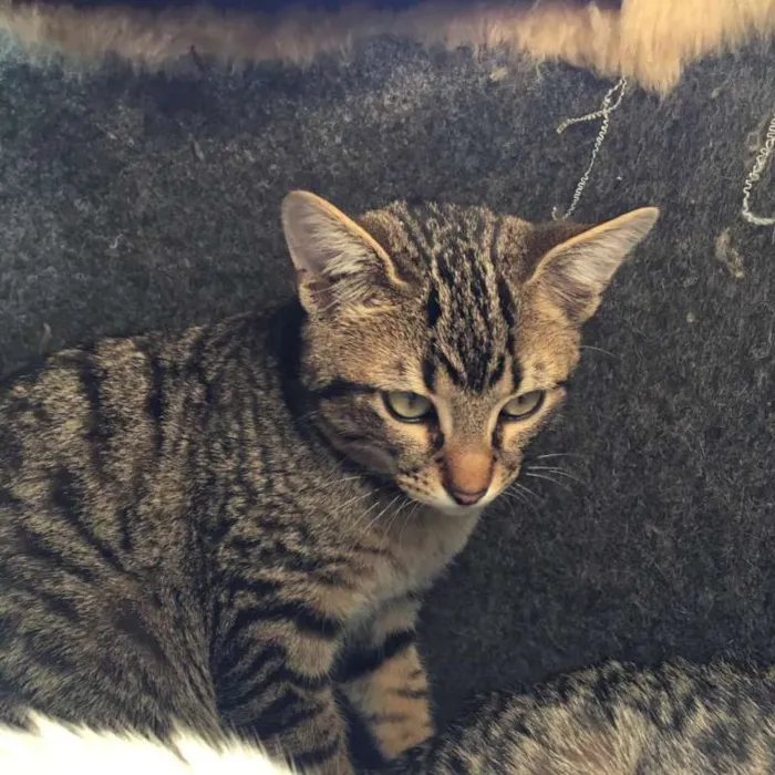 Gato ra a Srd idade 2 a 6 meses nome Caqui