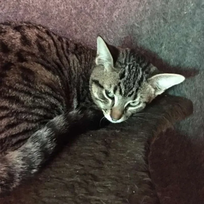 Gato ra a Srd idade 2 a 6 meses nome Caqui
