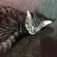 Caqui
